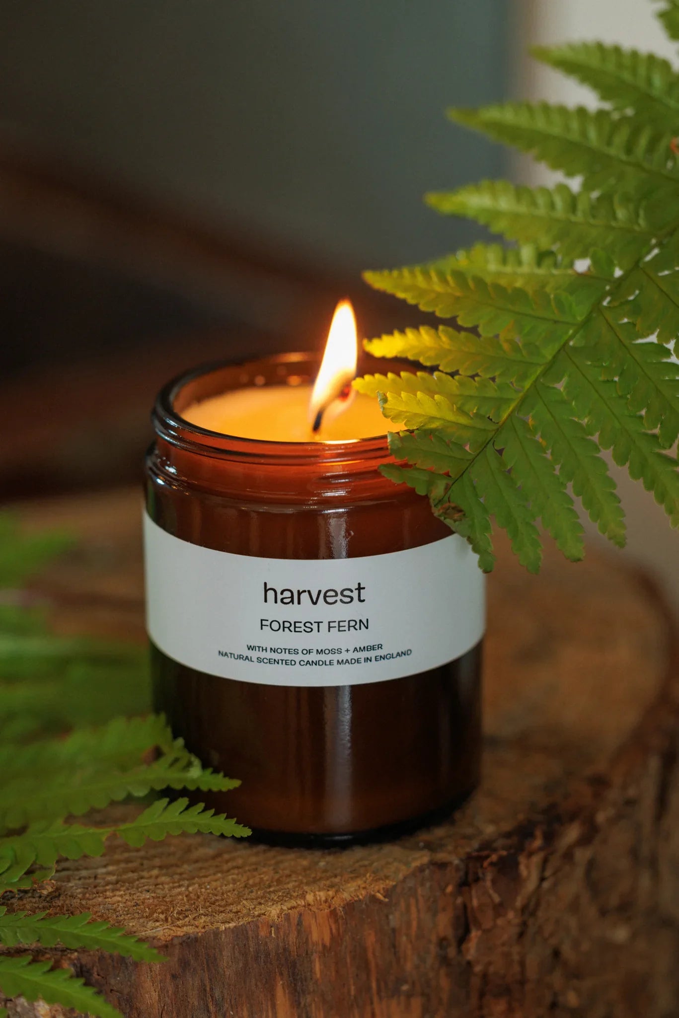 Harvest | Forest Fern